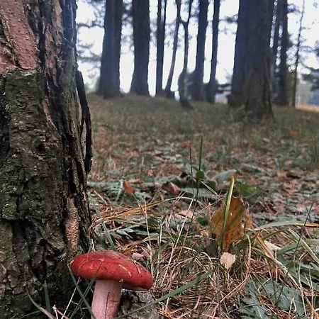 Viline Kose Divčibare