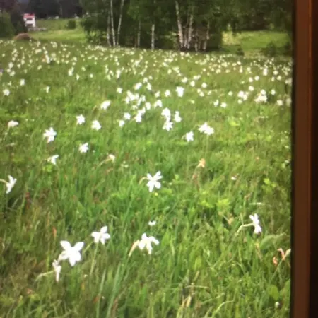 Viline Kose * Divčibare